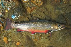 Image result for brook trout