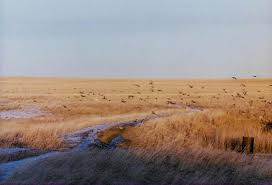 Pheasant Hunting habitat, Wild Pheasant habitat, ND Pheasant, www ...