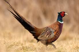 Pheasant Hunting Tips - Don McDowell
